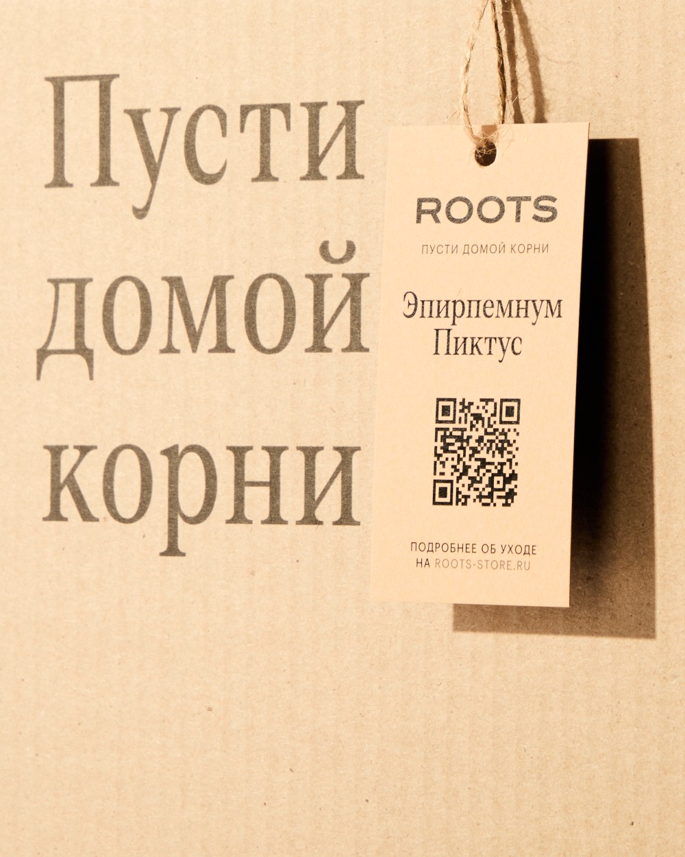 Эпипремнум Пиктус Эпипремнум Пиктус