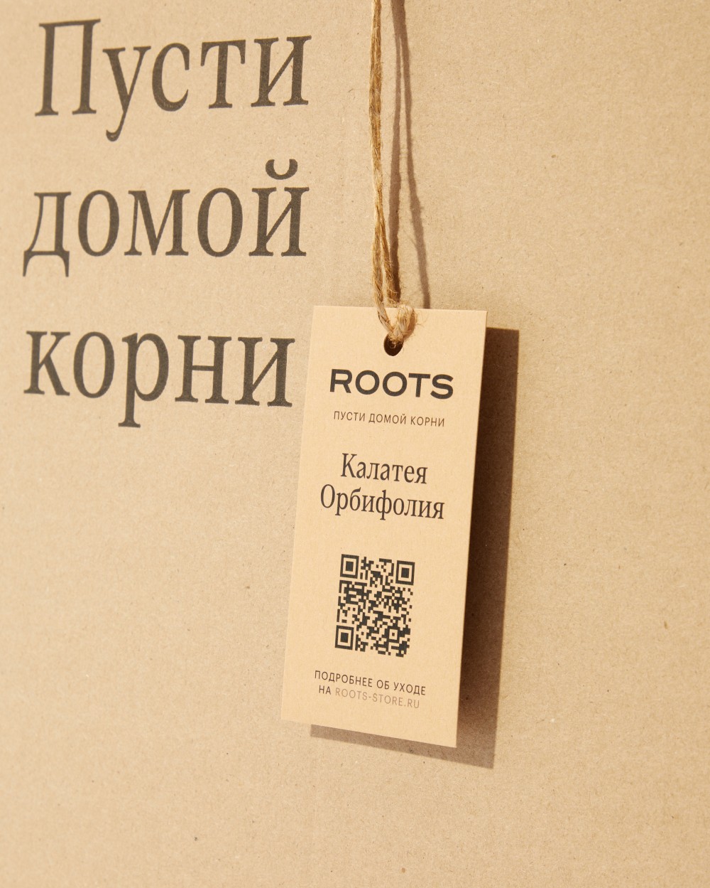 Калатея Орбифолия 